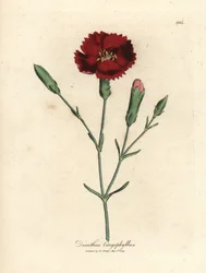 Bíbor szegfű, szegfűszeg rózsaszín, Dianthus caryophyllus