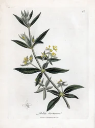 Dyer őrült, Rubia tinctorum. Kézzel színezett rézmetszet James Sowerby botanikai illusztrációjáról William Woodville-ből és Sir William Jackson Hooker "" Medical Botany" című művéből, John Bohn, London