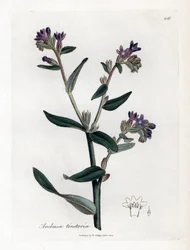 Dyer orcanette vagy tinctorale - Dyer bugloss vagy alkanet, Anchusa tinctoria. Kézzel színezett rézmetszet James Sowerby botanikai illusztrációjából (William Woodville) és Sir William Jackson Hooker "" Medical Botany" című művéből, John Bohn, London