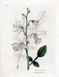 Fraxinelle - Fehér fraxinella vagy basard dittany, Dictamnus albus. Kézzel színezett rézmetszet James Sowerby botanikai illusztrációjából (William Woodville) és Sir William Jackson Hooker "" Medical Botany" című művéből, John Bohn, London