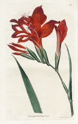 Glaieul bíboros – James Sowerby (1757-1822) litográfiája, William Curtis (1746-1799) a Botanical Magazine-ból