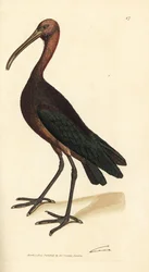 Fényes íbisz, Plegadis falcinellus (Bay ibis, Tantalus falcinellus). James Sowerby kézi színű rézmetszete a The British Miscellany-ból, vagy új, ritka vagy kevéssé ismert állattémák színes figurái.