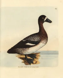 Nagykacsa, Aythya marila, nőstény (Fehérarcú réce, Anas fraenata). James Sowerby kézi színű rézmetszete a The British Miscellany-ból, vagy új, ritka vagy kevéssé ismert állattémák színes figurái.