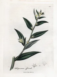 Gremil officinal vagy gyöngyfű - Gromwell, Lithospermum officinale. Kézzel színezett rézmetszet James Sowerby botanikai illusztrációjából (William Woodville) és Sir William Jackson Hooker "" Medical Botany" című művéből, John Bohn, London