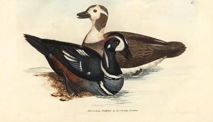 Harlekin kacsa, Histrionicus histrionicus (Anas histrionica). Férfi és nő. James Sowerby kézi színű rézmetszete a The British Miscellany-ból, vagy új, ritka vagy kevéssé ismert állattémák színes figurái.