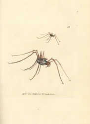 Harvestman pók, Megabunus diadema. James Sowerby kézi színű rézmetszete a The British Miscellany-ból, vagy új, ritka vagy kevéssé ismert állattémák színes figurái.