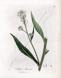Torma vagy torma - Torma, Armoracia rusticana. Kézzel színezett rézmetszet James Sowerby botanikai illusztrációjáról William Woodville-ből és Sir William Jackson Hooker "" Medical Botany" című művéből, John Bohn, London