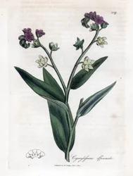 A kopó nyelve, Cynoglossum officinale. Kézzel színezett rézmetszet James Sowerby botanikai illusztrációjából (William Woodville) és Sir William Jackson Hooker "" Medical Botany" című művéből, John Bohn, London