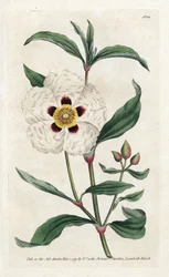 Ladanifere vagy Ledon Cistus – James Sowerby (1757-1822) litográfiája, William Curtis (1746-1799) a Botanical Magazine-ból