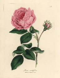 Nagy rózsaszín százlevelű rózsa, Rosa centifolia