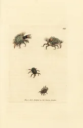 A Hemerobius (fűzős) lárva zuzmóba öltözve, atkával, Acarus amictus és kis kosáratka, Acarus corbicula. James Sowerby kézi színű rézmetszete a The British Miscellany-ból, vagy új, ritka vagy kevéssé ismert ani színes figurái