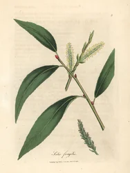 A repedésfűzfa, Salix fragilis levelei és barkái