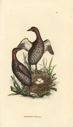 Kis vöcsök, Tachybaptus ruficollis (kis fekete állú vöcsök, Colymbus hebridicus?). Pár a fészken három tojással. James Sowerby kézzel színezett rézmetszete a The British Miscellany, or Coloured figures of new, rare, or little known animal subjects című
