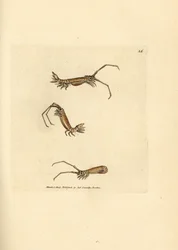 Hosszúszarvú egylábú, Astacilla longicornis (Oniscus longicornis). James Sowerby kézi színű rézmetszete a The British Miscellany-ból, vagy új, ritka vagy kevéssé ismert állattémák színes figurái.