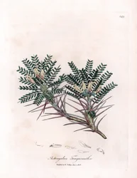 Marseille Astragalus vagy anyapárna - Kecsketövis tejbükköny, Astragalus tragacantha. Kézzel színezett rézmetszet James Sowerby botanikai illusztrációjából William Woodville-ből és Sir William Jackson Hooker "" Medical Botany" című művéből, John