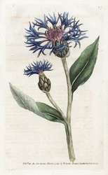 Mountain Centauuree vagy Perennial Blueberry – James Sowerby (1757-1822) litográfiája, William Curtis Botanical Magazine-jából (1746-1799)
