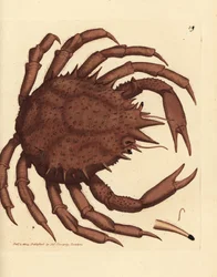 Norvég királyrák vagy északi kőrák, Lithodes maja. James Sowerby kézi színű rézmetszete a The British Miscellany-ból, vagy új, ritka vagy kevéssé ismert állattémák színes figurái.
