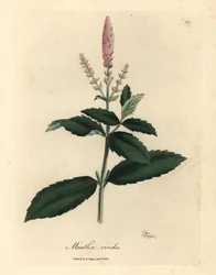 Rózsaszín virágú fodormenta, Mentha viridis