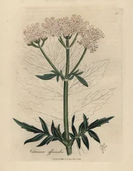 Rózsaszín virágú macskagyökér, Valeriana officinalis