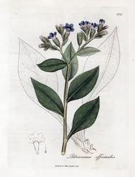 Pulmonalis officinale - tüdőfű, Pulmonia officinalis. Kézzel színezett rézmetszet James Sowerby botanikai illusztrációjából (William Woodville) és Sir William Jackson Hooker "" Medical Botany" című művéből, John Bohn, London