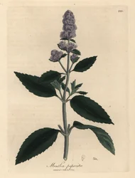 Lila virágú borsmenta, Mentha piperita