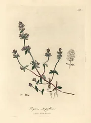 Lila virágú vadkakukkfű, Thymus serpyllum