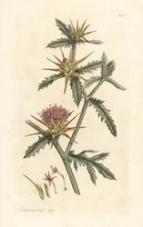 Lila starthistle, Centaurea calcitrapa (Centauree ferdehátú, Centauree etoilee vagy Star Thistle) Kézi színű rézmetszet James Sowerby illusztrációja alapján, James Smith angol botanikája, London