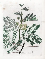Red Gum - gumiarábik fa, Acacia nilotica. Kézzel színezett rézmetszet James Sowerby botanikai illusztrációjából (William Woodville) és Sir William Jackson Hooker "" Medical Botany" című művéből, John Bohn, London