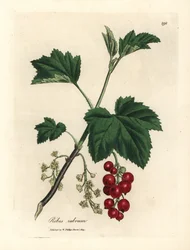 Ribizlifa, Ribes rubrum
