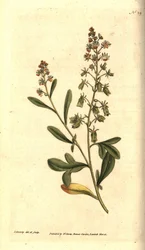 Reseda illatosító - Édes illatú rezeda vagy mignonette, Reseda odorata. James Sowerby kézzel színezett rézmetszet és botanikai illusztrációja a William Curtis The Botanical Magazine-jából, Lambeth Marsh, London
