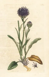 Kerekfejű rámpi, Phyteuma orbiculare (Phyteuma orbicularis) (Orbicular Rapunzel) Kézi színű rézmetszet James Sowerby illusztrációja után, James Smith angol botanikájából, London