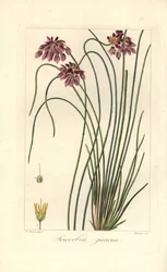 Rush liliom, Sowerbaea juncea, Ausztráliában őshonos. Nevét James Sowerby botanikus művészről kapta. Barrois által készített, kézzel színezett, rézmetszet, Pancrace Bessa botanikai illusztrációjából Mordant de Launay „Amatőr herbier tábornok” című művéből,