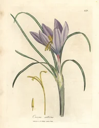 Sáfrányos sáfrány, Crocus sativus