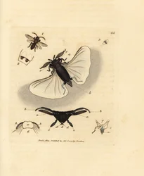 Homokméh parazita, Stylops melittae. James Sowerby kézi színű rézmetszete a The British Miscellany-ból, vagy új, ritka vagy kevéssé ismert állattémák színes figurái.