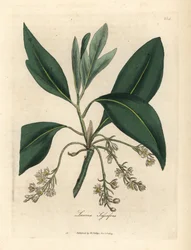 Sassafras fa, Laurus sassafras