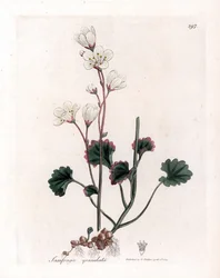 Saxifrage granulátum vagy buborékok - Fehér szaxifrage, Saxifraga granulata. Kézzel színezett rézmetszet James Sowerby botanikai illusztrációjából (William Woodville) és Sir William Jackson Hooker "" Medical Botany" című művéből, John Bohn, London