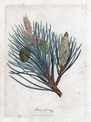 Erdei fenyő - erdeifenyő vagy erdeifenyő, Pinus sylvestris. Kézzel színezett rézmetszet James Sowerby botanikai illusztrációjából (William Woodville) és Sir William Jackson Hooker "" Medical Botany" című művéből, John Bohn, London