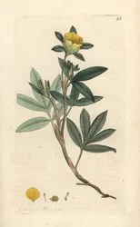 Bokros cinquefoil, Dasiphora fruticosa vagy Potentilla fruticosa (Cinquefoil frutescente ou la cinquefoil shbustive) Kézi színű rézmetszet James Sowerby illusztrációja alapján, James Smith English Botany című művéből, London
