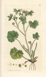 Kisvirágú boglárka, Ranunculus parviflorus (boglárka) Kézi színű rézmetszet James Sowerby illusztrációja után, James Smith angol botanikájából, London