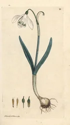 Hóvirág, Galanthus nivalis. Kézzel színezett rézmetszet James Sowerby illusztrációja nyomán James Smith angol botanikájából, London
