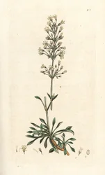 Spanyol fogólégy, Silene otites (spanyol campion, Cucubalus otites) (silene a kis levelek) Kézi színű rézmetszet James Sowerby illusztrációja után James Smith English Botany című művéből, London