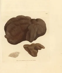 Szivacs, Spongionella pulchella (Spongia pulchella). James Sowerby kézzel festett rézmetszet a The British Miscellany-ból, vagy új, ritka vagy kevéssé ismert állatok színes figurái.