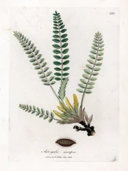Stemless Astragalus - Szár nélküli tejes bükköny, Astragalus excapus. Kézzel színezett rézmetszet James Sowerby botanikai illusztrációjáról William Woodville-ből és Sir William Jackson Hooker "" Medical Botany" című művéből, John Bohn, London