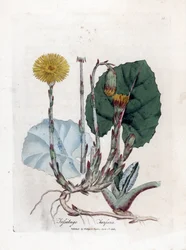 Tuslage vagy nem szamár – csikóláb, Tussilago fara. Kézzel színezett rézmetszet James Sowerby botanikai illusztrációjáról William Woodville-ből és Sir William Jackson Hooker "" Medical Botany" című művéből, John Bohn, London