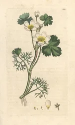 Vízi varjúláb, Ranunculus aquatilis (vízi boglárka) Kézi színű rézmetszet James Sowerby illusztrációja nyomán James Smith angol botanikájából, London