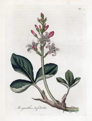 Vízi szárnyas vagy bakbab, Menyanthes trifoliata. Kézzel színezett rézmetszet James Sowerby botanikai illusztrációjából (William Woodville) és Sir William Jackson Hooker "" Medical Botany" című művéből, John Bohn, London