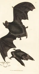Nyugati barbastelle denevér, Barbastella barbastellus barbastellus (Vespertilio barbastellus). James Sowerby kézi színű rézmetszete a The British Miscellany-ból, vagy új, ritka vagy kevéssé ismert állattémák színes figurái.