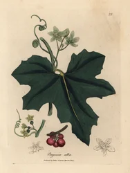 Fehér virágú bryony, Bryonia alba