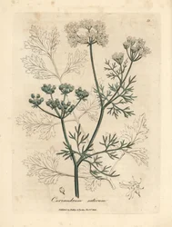 Fehér virágú koriander, Coriandrum sativum