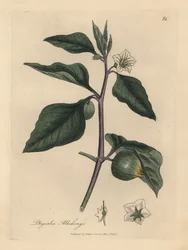 Fehér virágú téli cseresznye, Physalis alkekengi